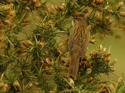 ACTIVIDADES PRIMAVERALES... SI ERES UN AVE