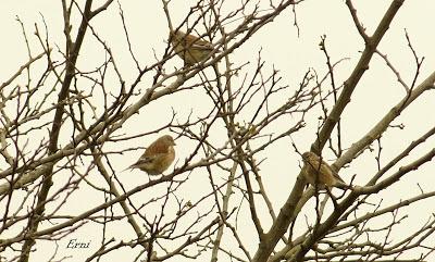 ACTIVIDADES PRIMAVERALES... SI ERES UN AVE