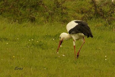 ACTIVIDADES PRIMAVERALES... SI ERES UN AVE