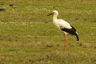 ACTIVIDADES PRIMAVERALES... SI ERES UN AVE
