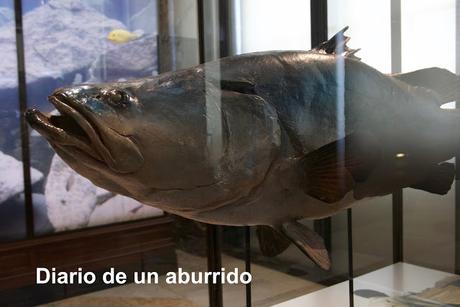 Tervuren. El Museo Real de África Central