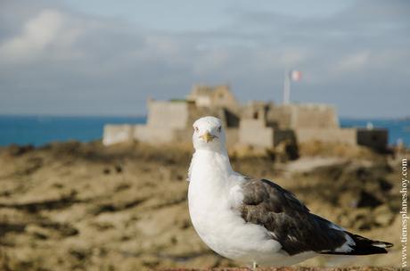 Saint-Malo viaje Bretaña Normandia imprescindibles turismo 