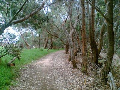 RESEÑA: Estudios de lo salvaje. RESEÑA: Estudios de lo salvaje.