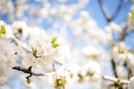 Cherry blossom (OOTD) Cherry blossom (OOTD)