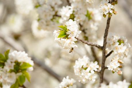 Cherry blossom (OOTD) Cherry blossom (OOTD)