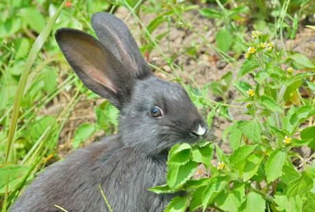 Conejo masticando hojas.