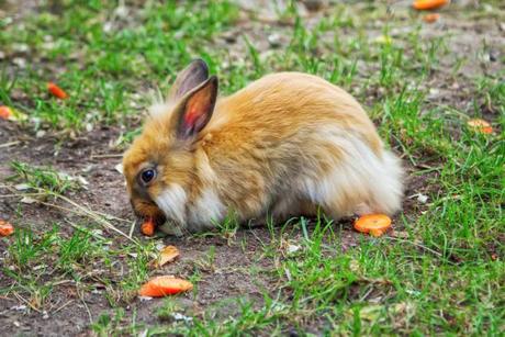 Conejo comiendo zanahorias.
