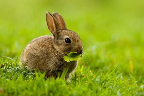 Conejito bebé en campo.