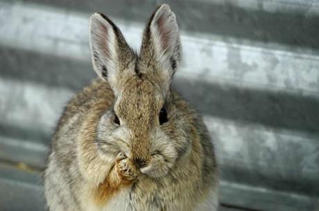 Conejo que se acicala.