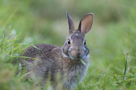 Conejo comiendo pasto en un campo.
