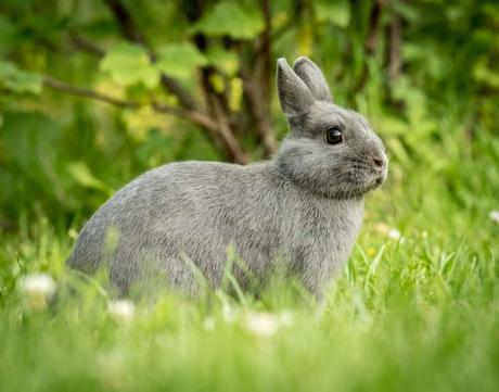Conejo en un campo.