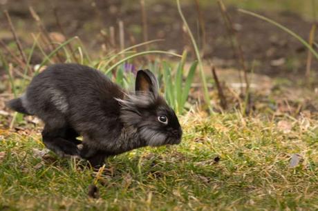 Conejo corriendo al aire libre.
