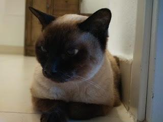 Adiós mi pequeño, gracias por todo lo que me has enseñado #MiércolesMudo