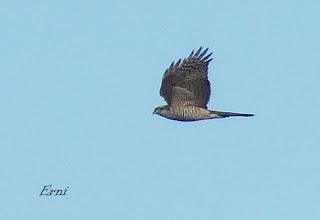 DOS RAPACES MUY INTERESANTES