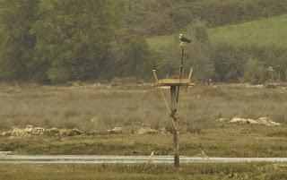 DOS RAPACES MUY INTERESANTES