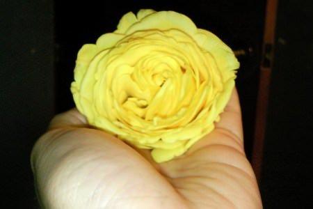 El Compromiso de Amarse a si Mismo El Compromiso de Amarse a si Mismo