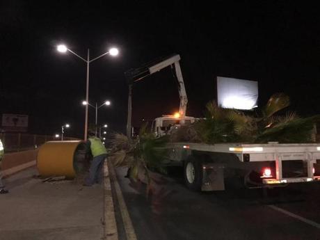 Como basura retiran palmeras de maceteros en Salvador Nava
