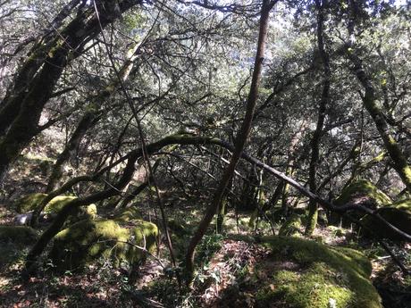 Senda de los Canteros. De Ponferrada a San Miguel de las Dueñas por la ribera del Boeza