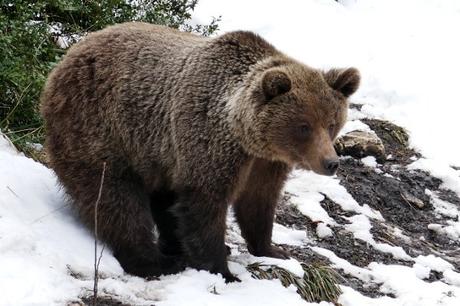 Fotos-de-Cuenca-oso-El-Hosquillo ▷ Siete planes con niños en Cuenca (a los niños les gustará).