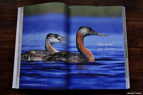 Manual del Observador de Aves