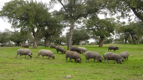 Fregenal-de-la-Sierra-senderismo ▷ Que ver en Fregenal de la Sierra