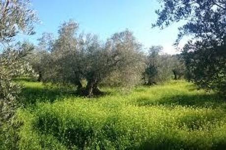 Tratamiento contra malas hierbas