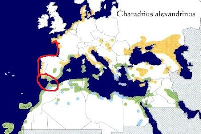 Chorlitejos en migración