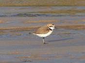 Chorlitejos migración