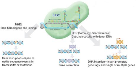 CRISPR-CAS-Técnica de edición del genóma