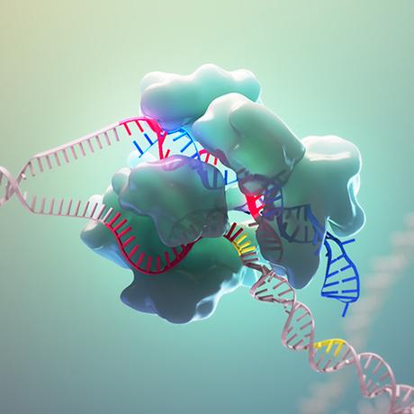 CRISPR-CAS-Técnica de edición del genóma