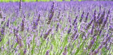 Aceite esencial de lavanda: Propiedades y Usos