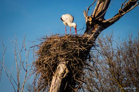 Parque Nacional de las Tablas de Daimiel