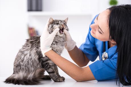 Cuida la salud dental de tu mascota