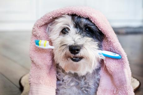 Cuida la salud dental de tu mascota