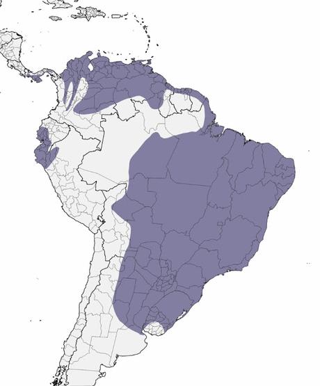 Aguilucho colorado (Buteogallus meridionalis)