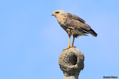 Aguilucho colorado (Buteogallus meridionalis)