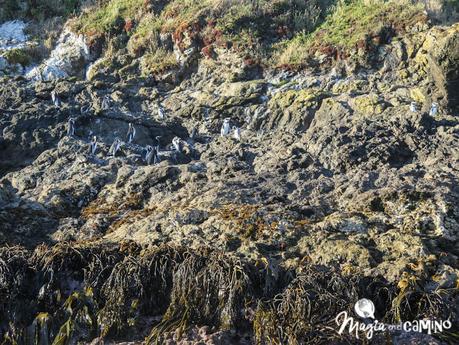 Ancud y las pingüineras de Puñihuil