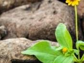 Mierda, cuánto pesa veces Vida