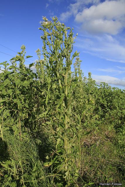 Plumillo hediondo (Erechtites hieraciifolius) Plumillo hediondo (Erechtites hieraciifolius)