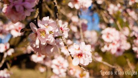 Los-almendros-en-flor-de-la-Quinta-de-los-Molinos Los almendros en flor de la Quinta de los Molinos