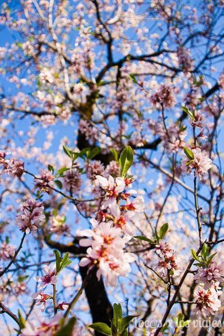 1553902241_556_Los-almendros-en-flor-de-la-Quinta-de-los-Molinos Los almendros en flor de la Quinta de los Molinos