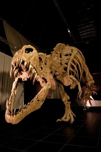 Fotos-Dinópolis-Teruel-T-rex-Museo-Paleontológico ▷ Esto es para visitar el interesante Parque Jurásico de Dinópolis Teruel.