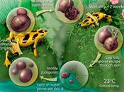 globalización está matando anfibios