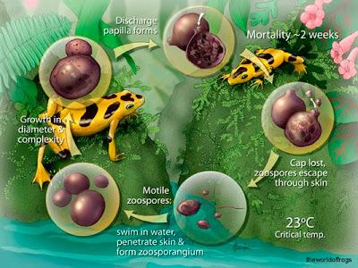 La globalización está matando a los anfibios