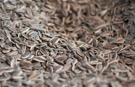 Podríamos decir que es una semilla bastante popular alred... Podríamos decir que es una semilla bastante popular alred...