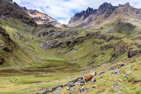 alternative-treks-to-Machu-Picchu-Lares-1-1024x683 ▷ 5 excursiones fuera de lo común a Machu Picchu