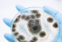 Alergia al moho: causas, síntomas, tratamiento y prevención Alergia al moho: causas, síntomas, tratamiento y prevención