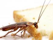 Cosas necesitas saber sobre alergia cucarachas