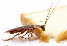 5 Cosas que necesitas saber sobre la alergia a las cucarachas 5 Cosas que necesitas saber sobre la alergia a las cucarachas