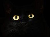 Gato Negro
